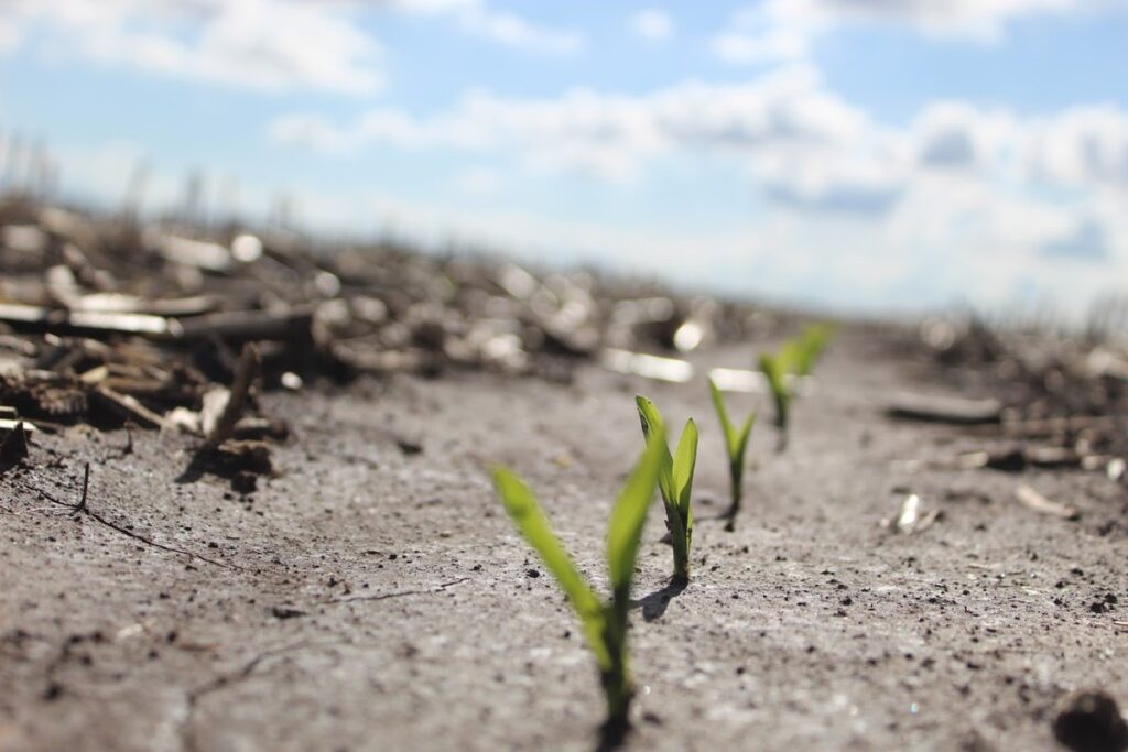 image of baby corn