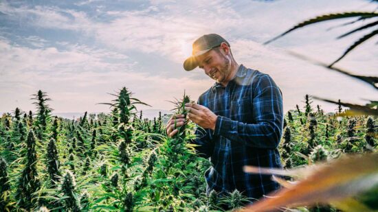 A farmer’s guide to growing hemp in the USA - image of a farmer holding hemp