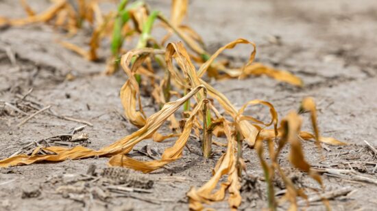 How can farmers cope with drought blog header image of dry crops