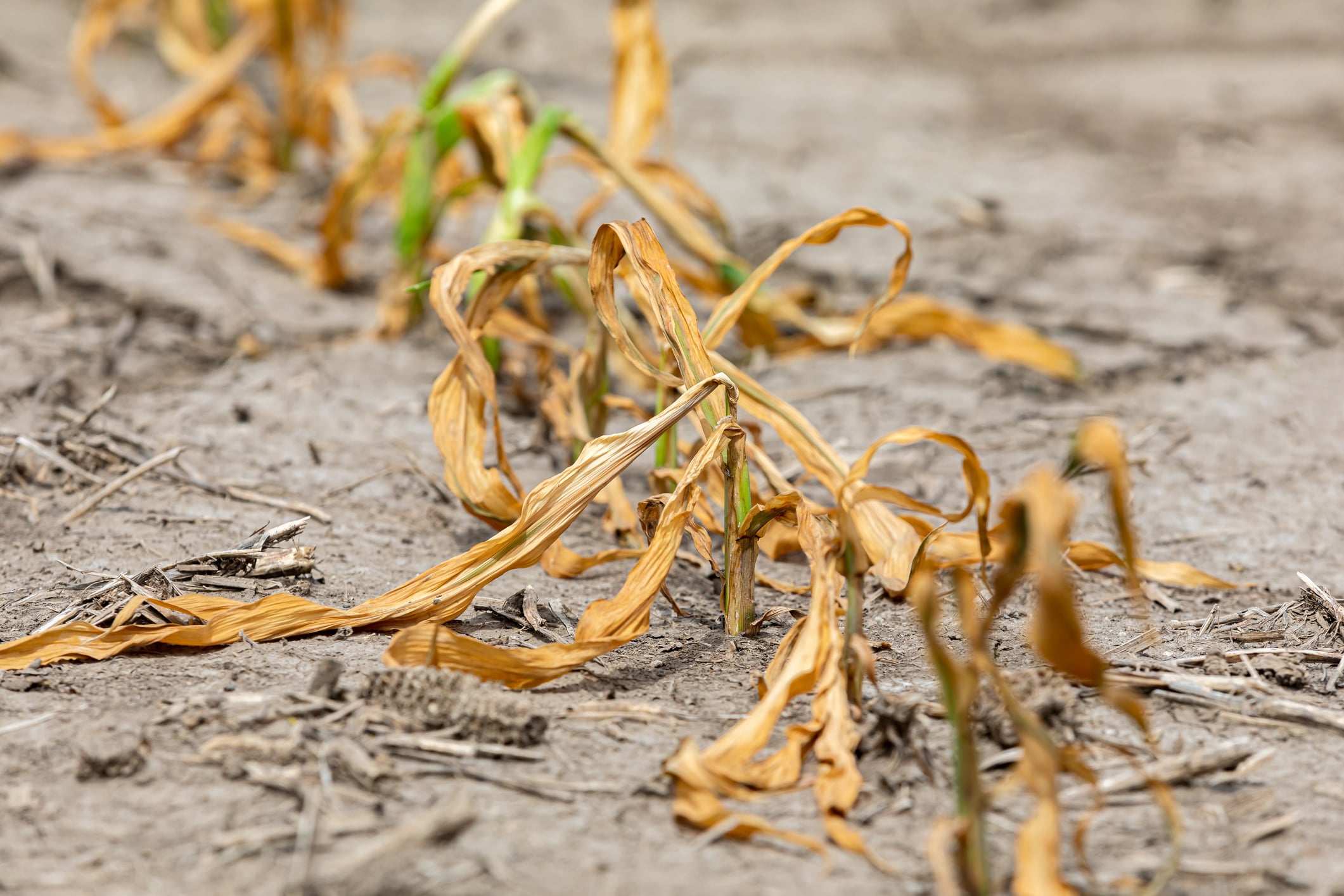 How can farmers cope with drought? | Wearparts