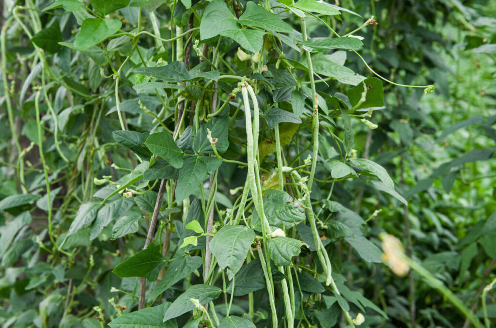 Broadleaf non-legumes