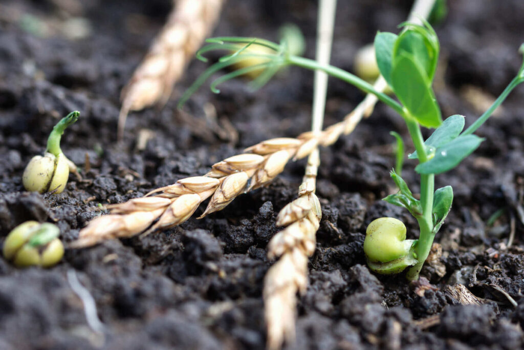 Scattered seeds and emerging sprouts from the soil illustrating the initial stage of green manure cover cropping for healthier farm yields