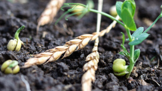 Scattered seeds and emerging sprouts from the soil illustrating the initial stage of green manure cover cropping for healthier farm yields