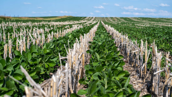 farmers close up of crops in a field