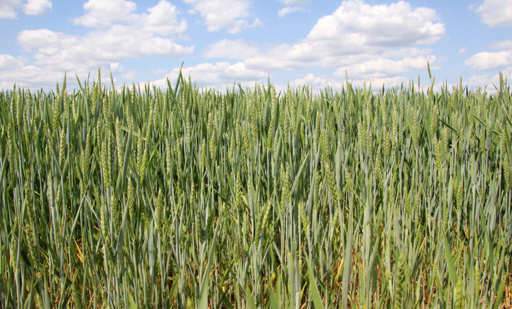 field of crops