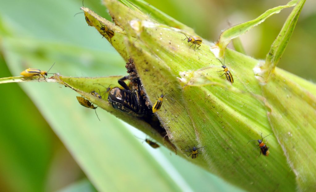 Corn ear infested with corn rootworm beetles feeding on husk