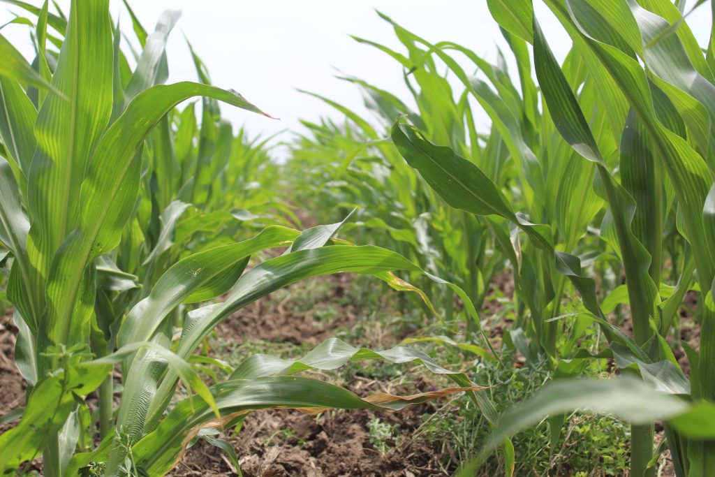 View between rows of young corn plants during early growth