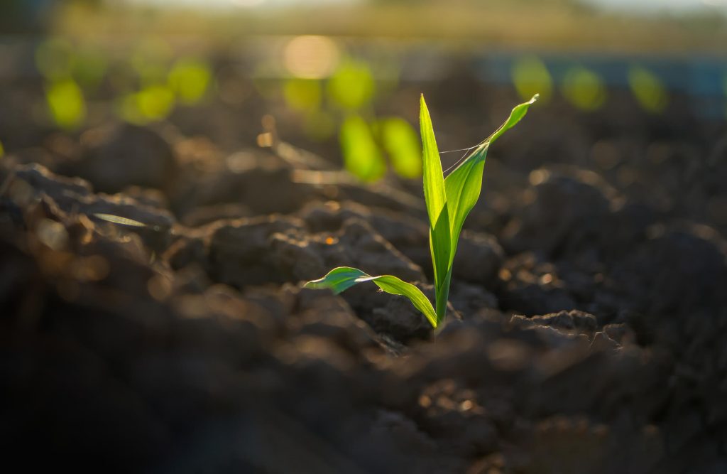 Close-up of a healthy corn seedling emerging from spring soil