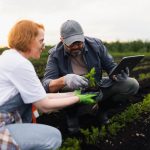 Two farmers crop scouting in a field using a tablet and inspecting young plant health