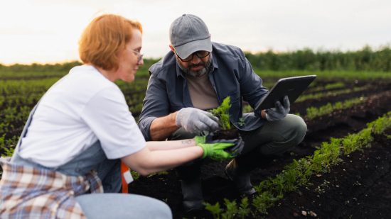 Two farmers crop scouting in a field using a tablet and inspecting young plant health