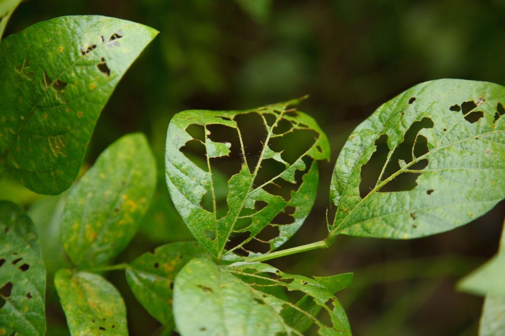 Soybean plant leaves with visible chewing damage from pests