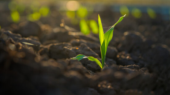 Slow Crop Emergence in 2026: What This Season Is Teaching Farmers